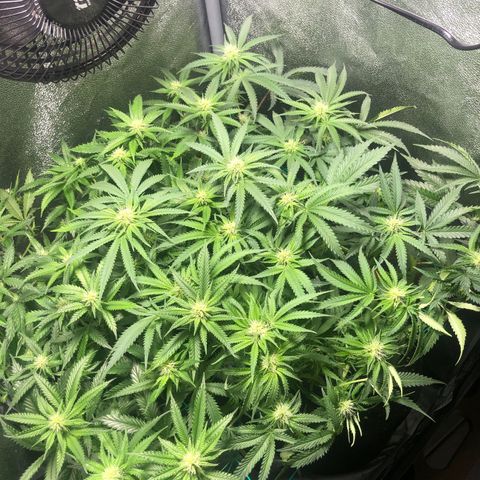 Baked in Paris growlog timeline photo
