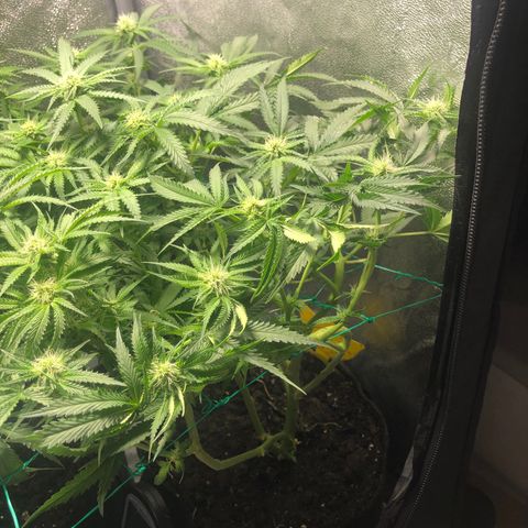 Baked in Paris growlog timeline photo