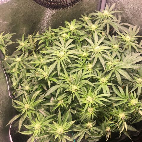 Candy Pave growlog timeline photo