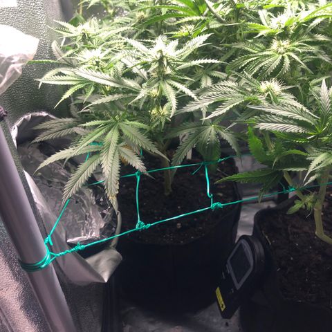 Candy Pave growlog timeline photo