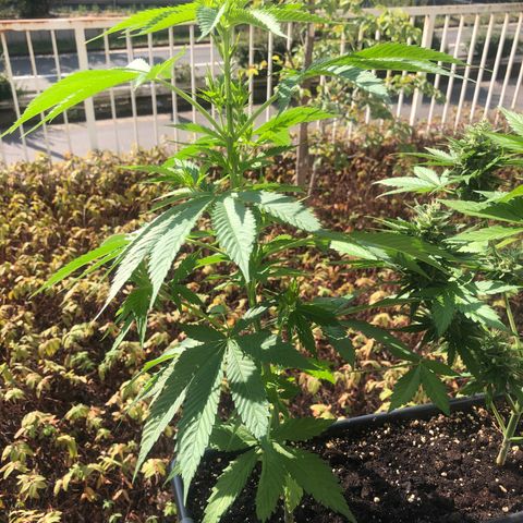 Moscow Blueberry growlog timeline photo