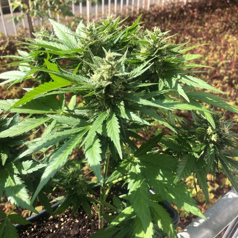 Moscow Blueberry growlog timeline photo