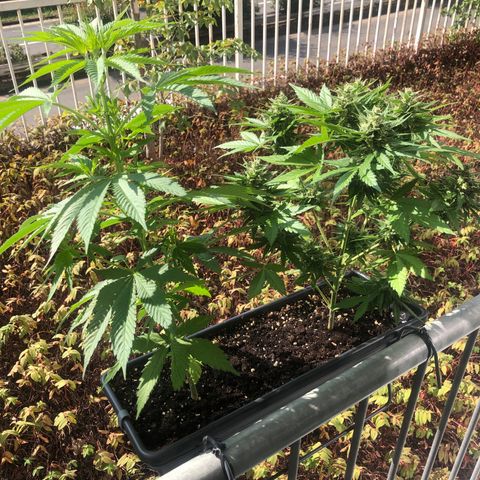 Moscow Blueberry growlog timeline photo