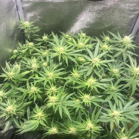 Baked in Paris growlog timeline photo