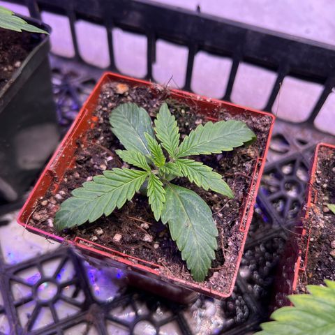 CBDV 1:1 Auto growlog timeline photo