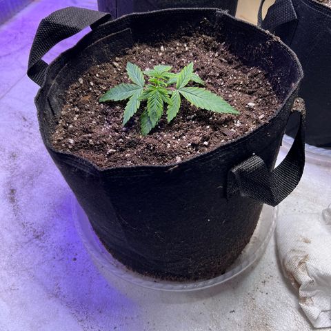 CBDV 1:1 Auto growlog timeline photo