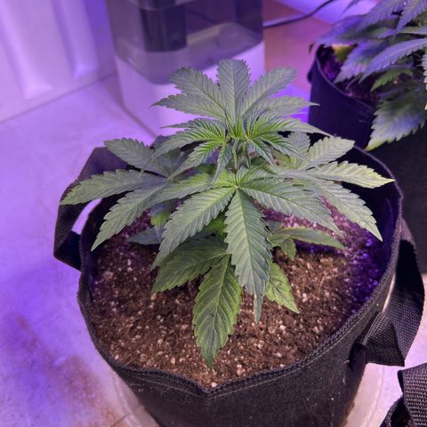CBDV 1:1 Auto growlog timeline photo
