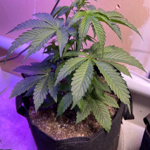 CBDV 1:1 Auto growlog timeline photo