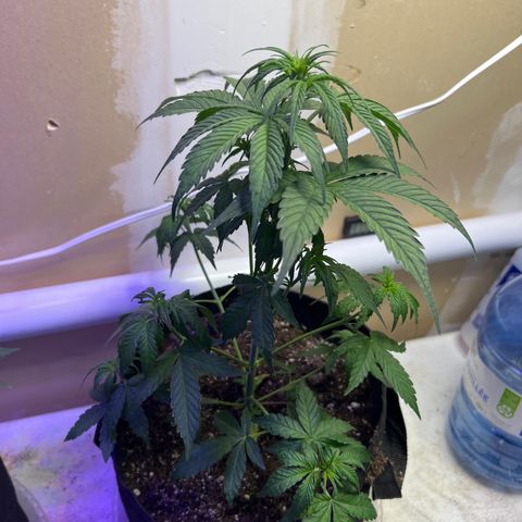 CBDV 1:1 Auto growlog photo: Trimmed