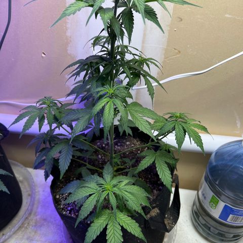 CBDV 1:1 Auto growlog timeline photo