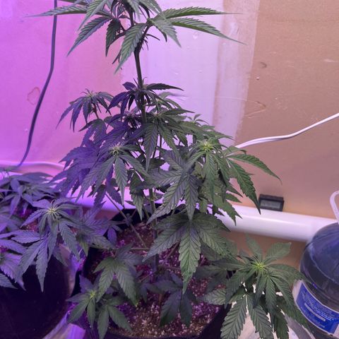 CBDV 1:1 Auto growlog timeline photo