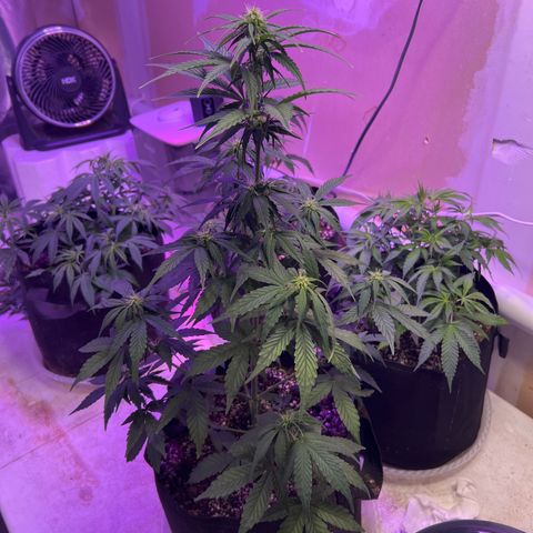 CBDV 1:1 Auto growlog timeline photo