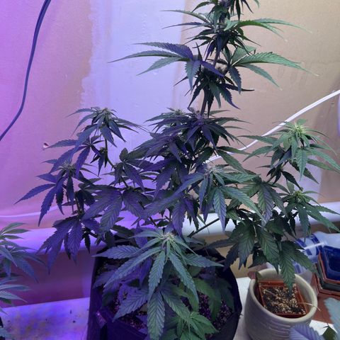 CBDV 1:1 Auto growlog timeline photo