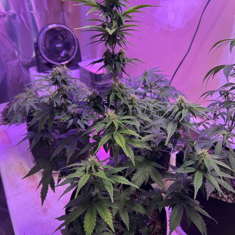 CBDV 1:1 Auto growlog timeline photo