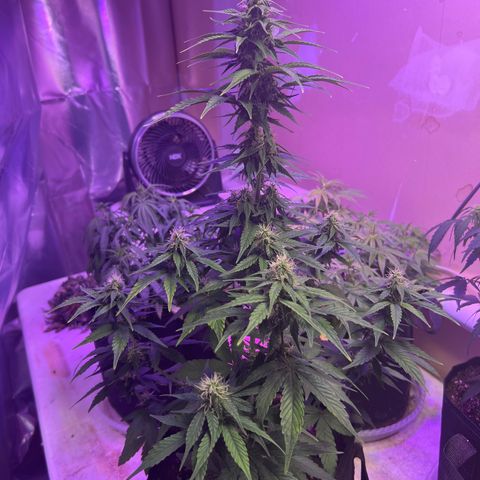 CBDV 1:1 Auto growlog timeline photo