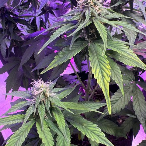 CBDV 1:1 Auto growlog photo: Slight discolouration one side