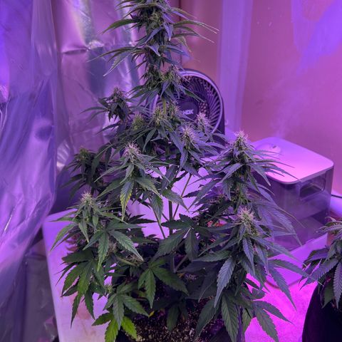 CBDV 1:1 Auto growlog timeline photo
