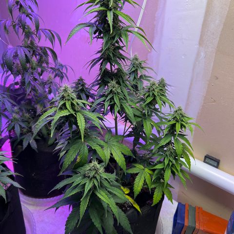 CBDV 1:1 Auto growlog timeline photo