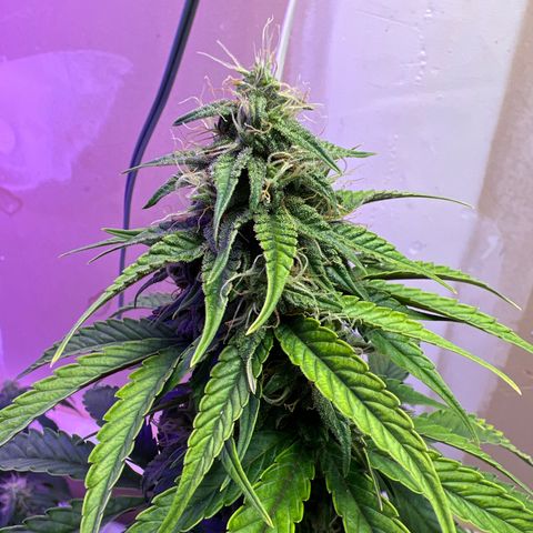 CBDV 1:1 Auto growlog timeline photo