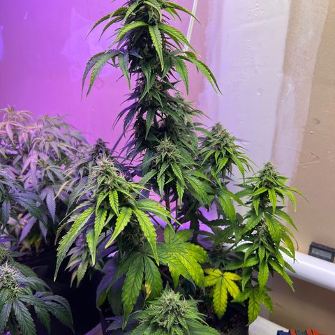 CBDV 1:1 Auto growlog timeline photo
