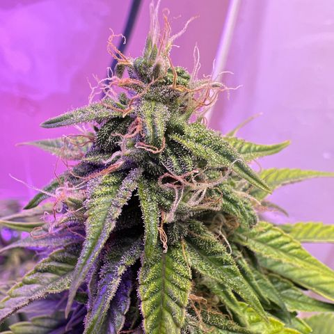 CBDV 1:1 Auto growlog timeline photo