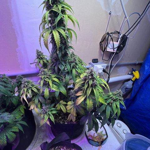 CBDV 1:1 Auto growlog timeline photo