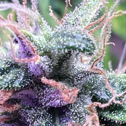 CBDV 1:1 Auto growlog timeline photo