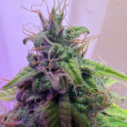 CBDV 1:1 Auto growlog timeline photo