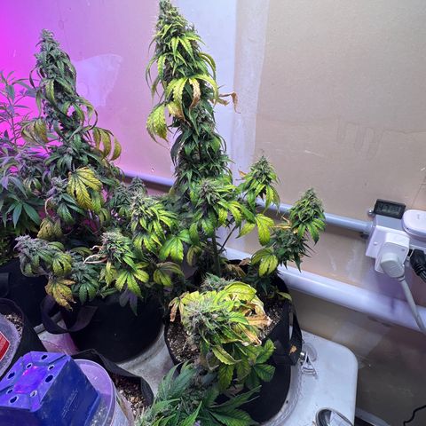 CBDV 1:1 Auto growlog photo: Before harvest