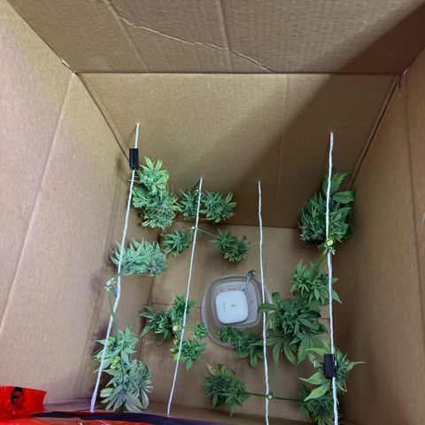 CBDV 1:1 Auto growlog timeline photo