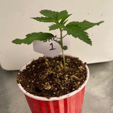 SHC #1 growlog timeline photo