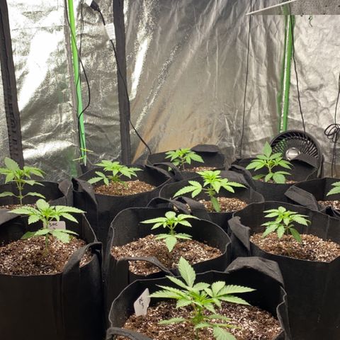 PC #1 growlog timeline photo