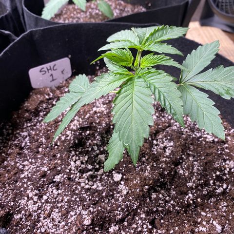 SHC #1 growlog timeline photo