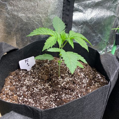 PC #1 growlog timeline photo