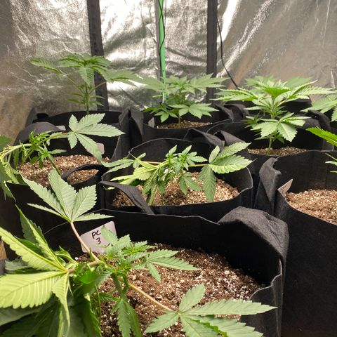 PC #1 growlog timeline photo