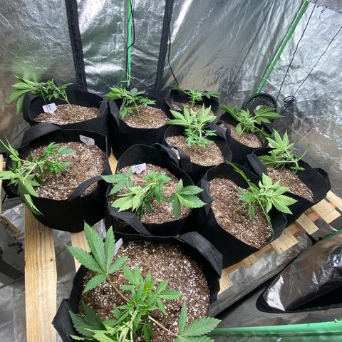 PC #1 growlog timeline photo