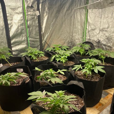 PC #1 growlog timeline photo
