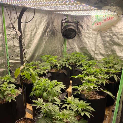 PC #1 growlog photo: Turned on 2nd light 
