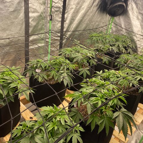 PC #1 growlog timeline photo