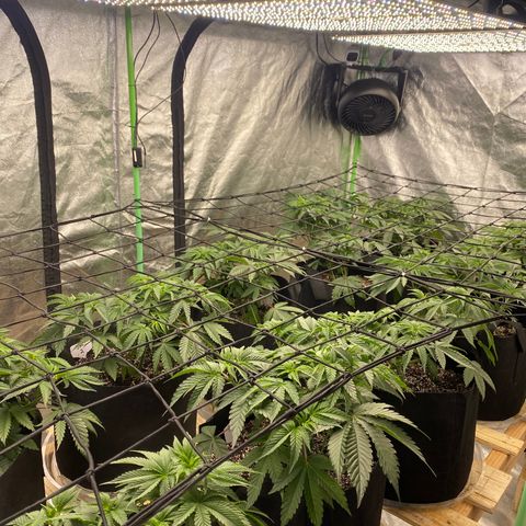 PC #1 growlog timeline photo