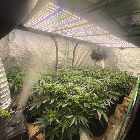 PC #1 growlog photo: Defoliate 
