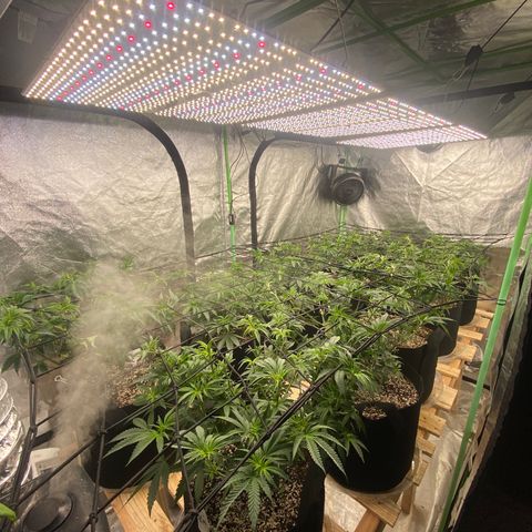 PC #1 growlog photo: Defoliate 