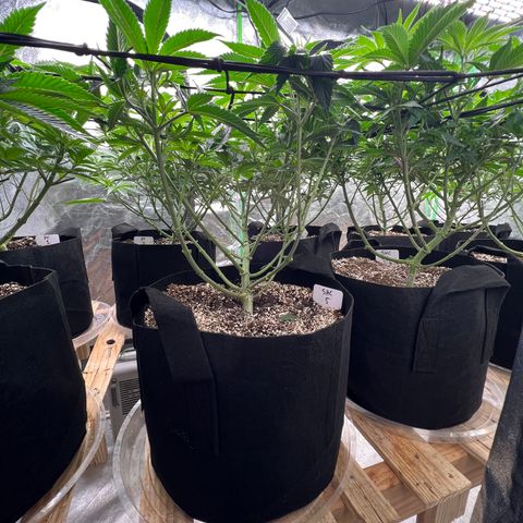 PC #1 growlog timeline photo