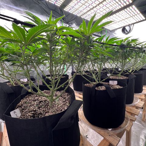 PC #1 growlog timeline photo