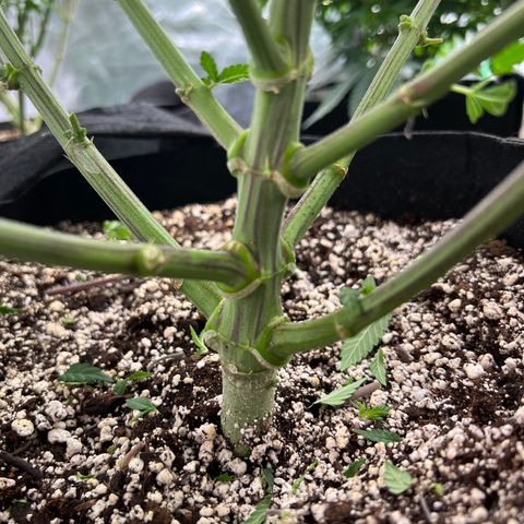 PC #1 growlog timeline photo
