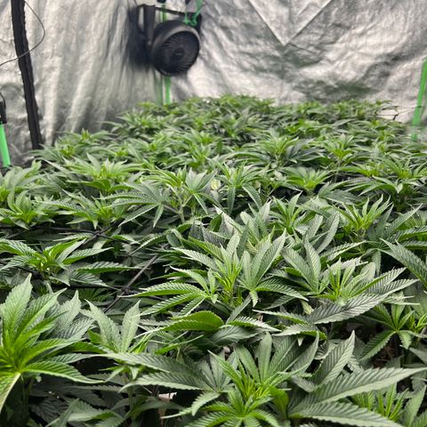 PC #1 growlog timeline photo
