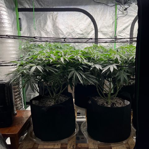 PC #1 growlog timeline photo
