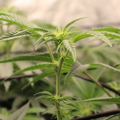 PC #1 growlog timeline photo