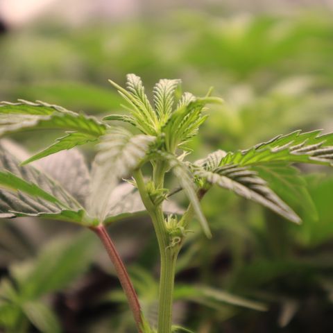 PC #1 growlog timeline photo