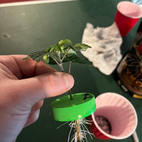 PC #1 growlog photo: Rooted clone 11 days sub par environment
